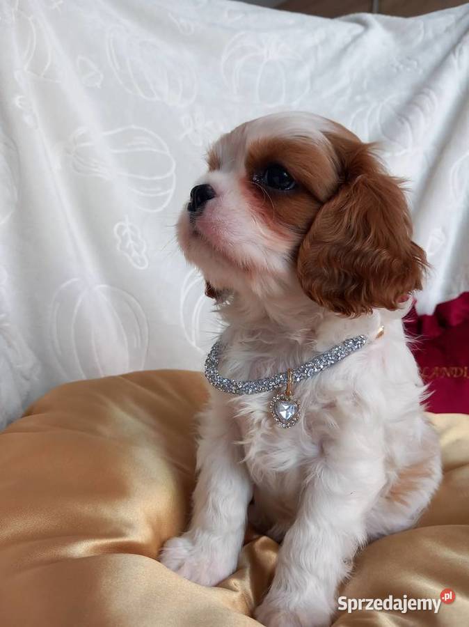 Cavalier King Charles Spaniel Cavalier King Charles Spaniel opolskie Strzelce Opolskie sprzedam
