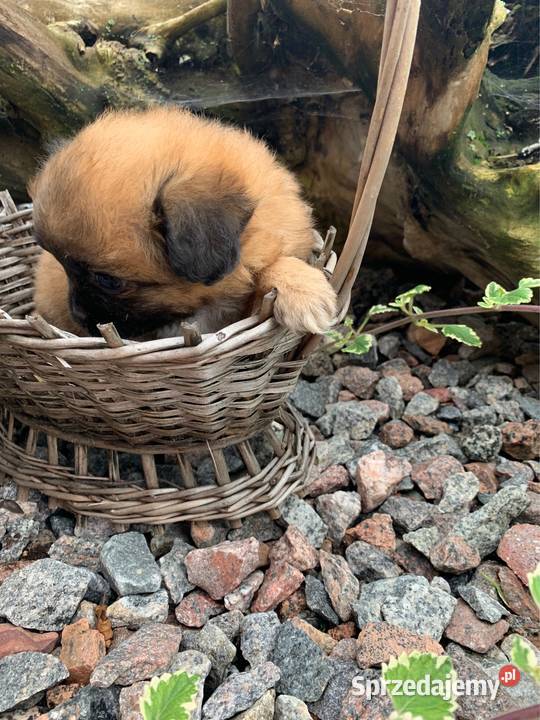 Śliczna hybryda shih tzu sunia Leoncin