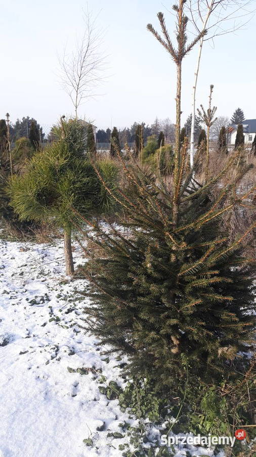Sprzedam formowane drzewka Warszawa sprzedam