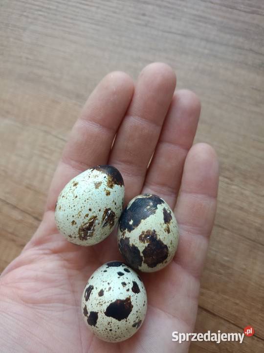 Jaja przepiórcze sprzedam