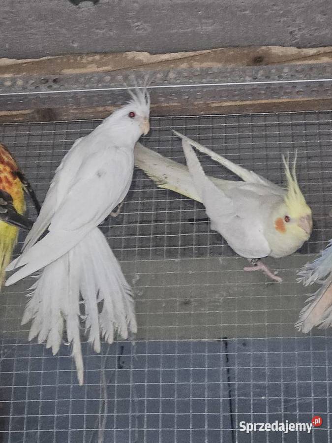 Rozelle świergotki nimfy faliste zeberki i inne małopolskie
