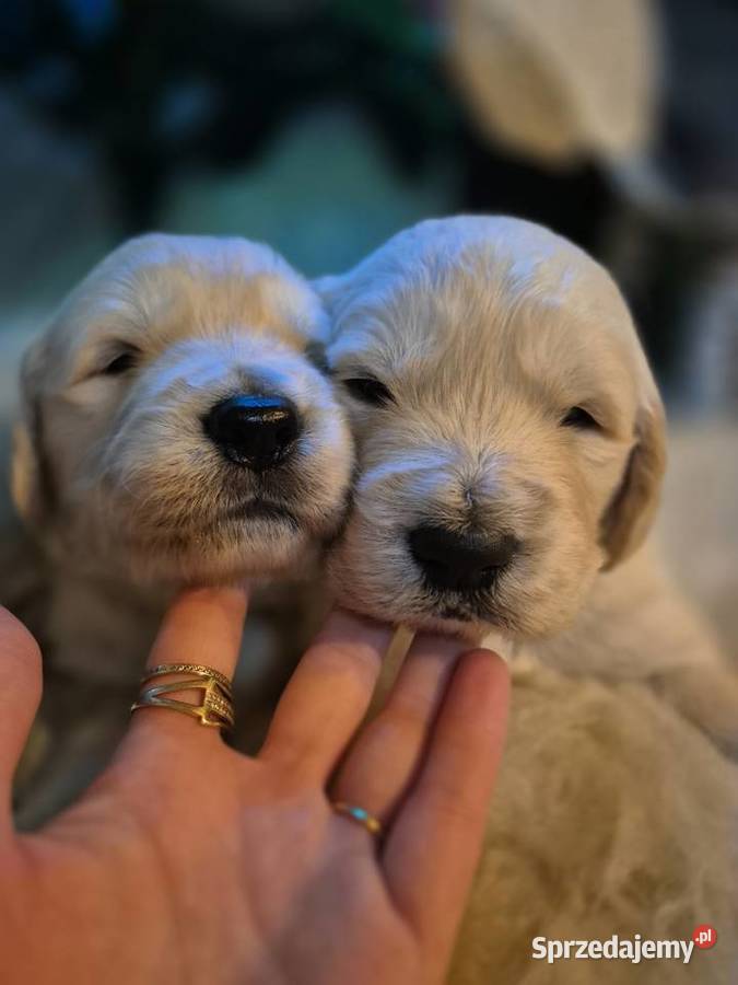 Golden retriever złote szczenięta Tomaszów Lubelski