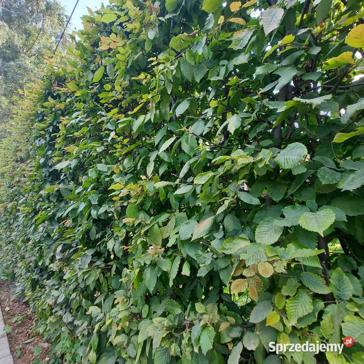 Grab pospolity Gotowe Rozkrzewione Sadzonki sprzedam