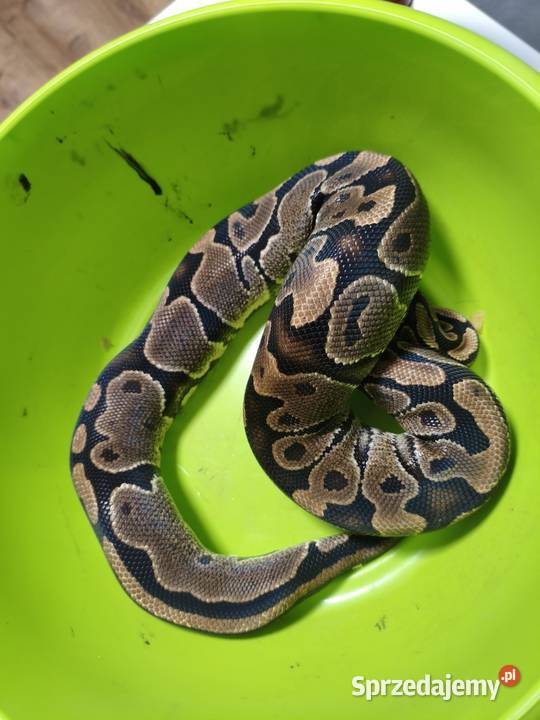 Hodowla pytonów królewskich Gliwice
