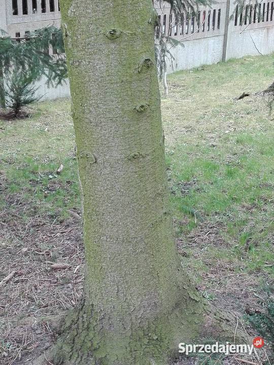 Sprzedam drewno na pniu świerki i sosny Pęczniew