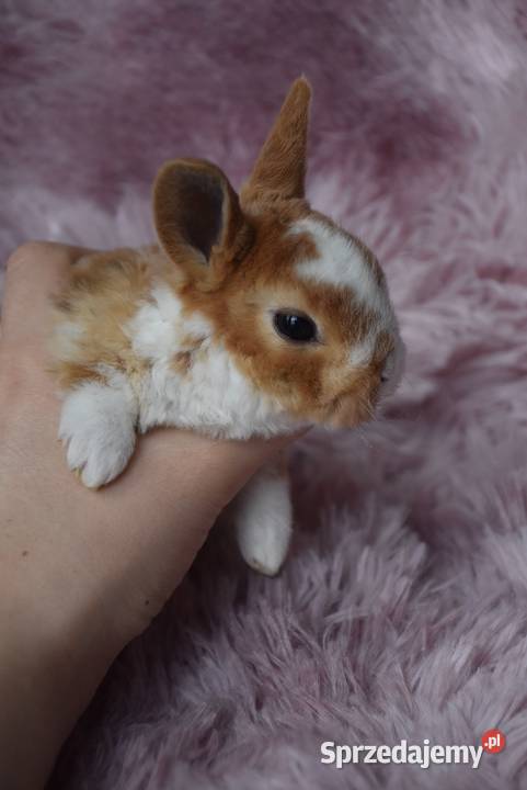 Karzełek rex króliki karzełki Mini kujawsko-pomorskie Włocławek sprzedam