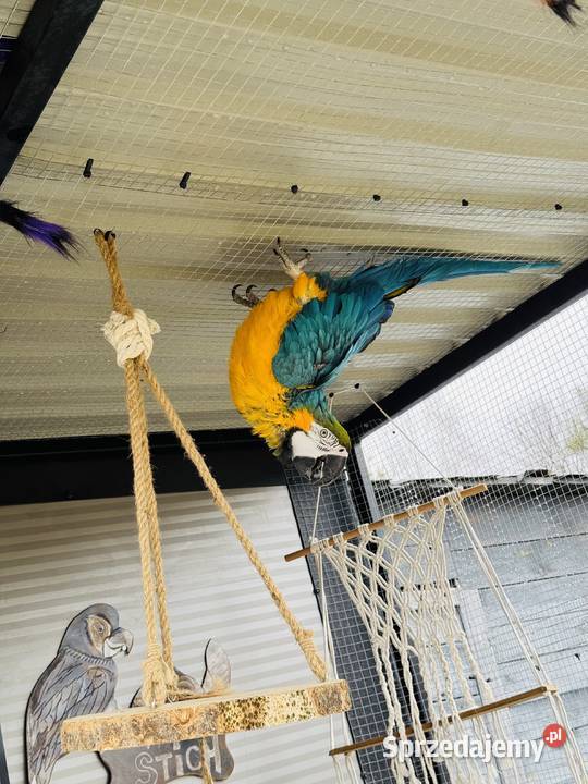 Hodowlany samiec Ara Ararauna