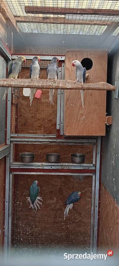 Aleksnadretty obrożne z 2025r rożne mutacje Ptaki Rawicz