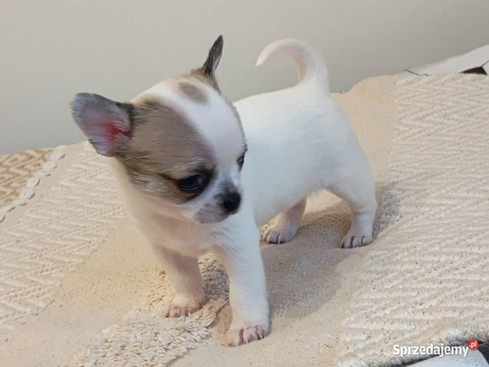 Chihuahua słodki piesek sprzedam