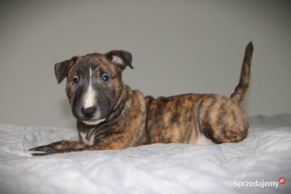 Bulterier miniaturowy Szczenięta ZKwP FCI Toruń