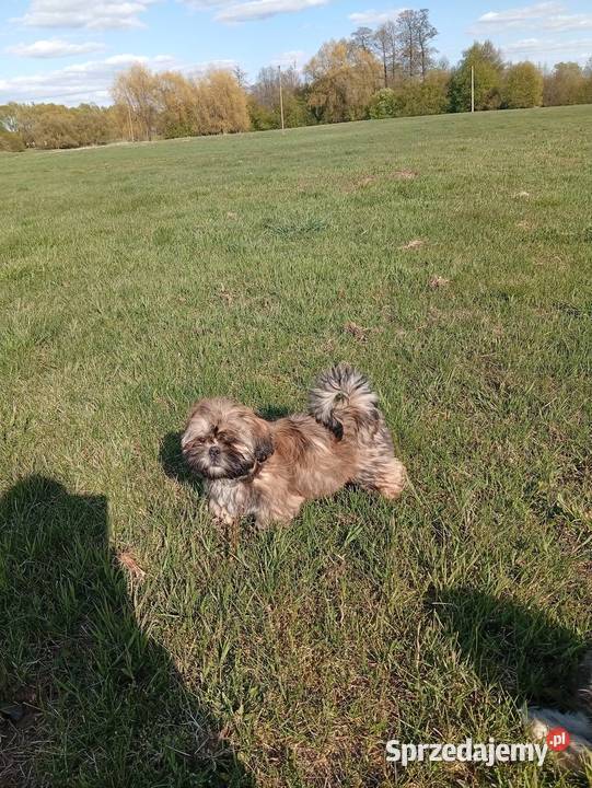 Śliczne shih tzu Zwierzęta Szczerców