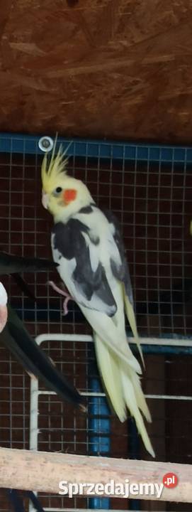 Papuga nimfą samica dorosła Przeginia