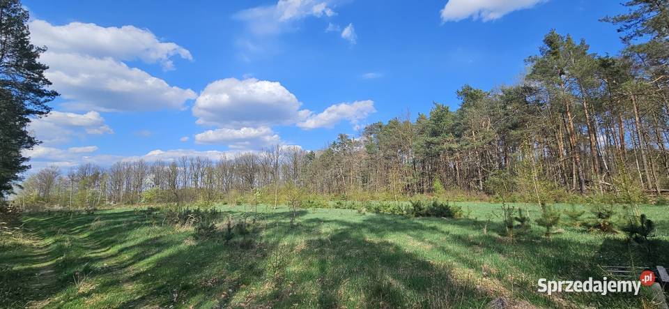 Działka budowlana 1000M2 WZ BRZÓZA 100zł/m2 Brzóza