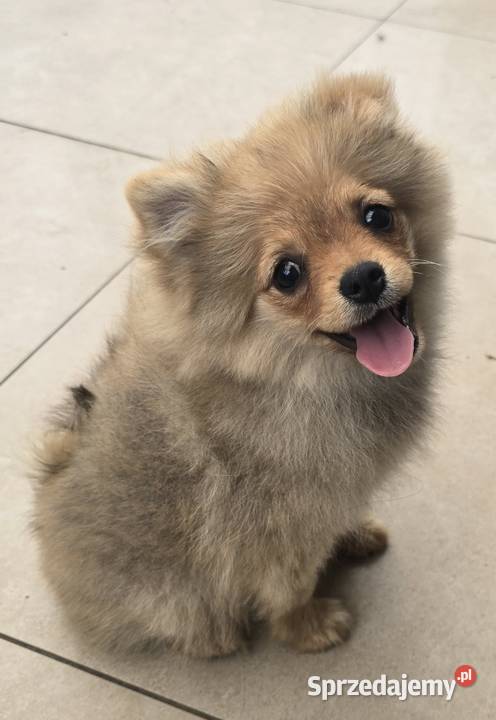 Pomeranian suczka szpic miniaturowy zkwp FCI łódzkie Piątkowisko