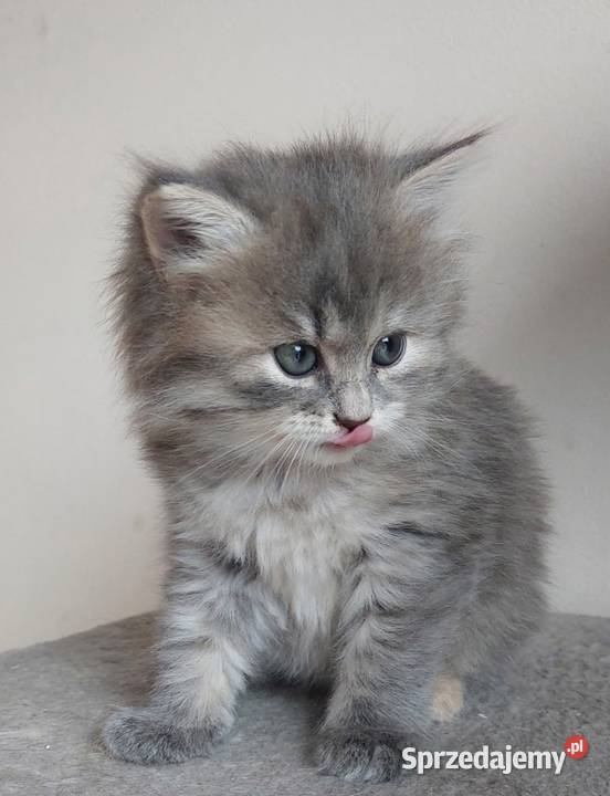 Śliczna Niebieska Kotka Syberyjska PZFWCF Sochaczew