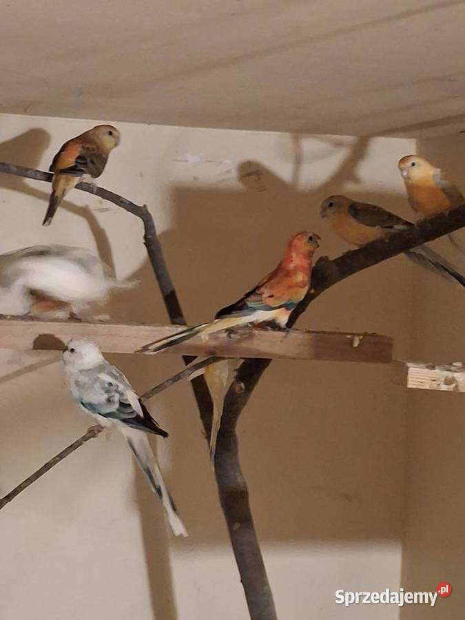 Świergotki małopolskie Brzesko