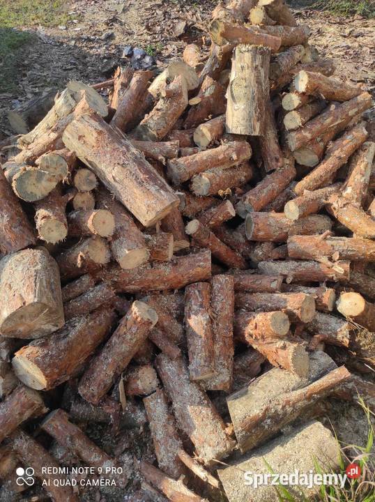 Gałęziówka sosna Bydgoszcz sprzedam