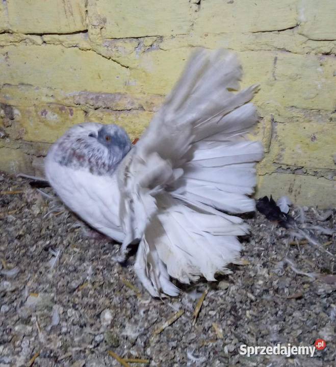 Pawiki gołębie białe siwe czarne boki siwe boki Zamość