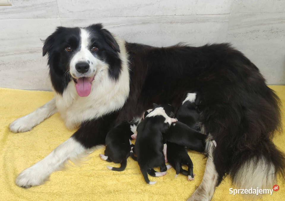Suczka BORDER COLLIE z Hodowli Rasowa z pełną Iwonicz sprzedam