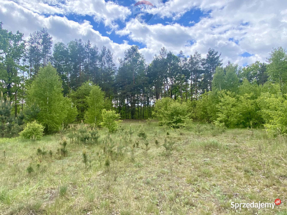Duża piekna działka Puszczy Słupeckiej budowlana Sieraków sprzedam