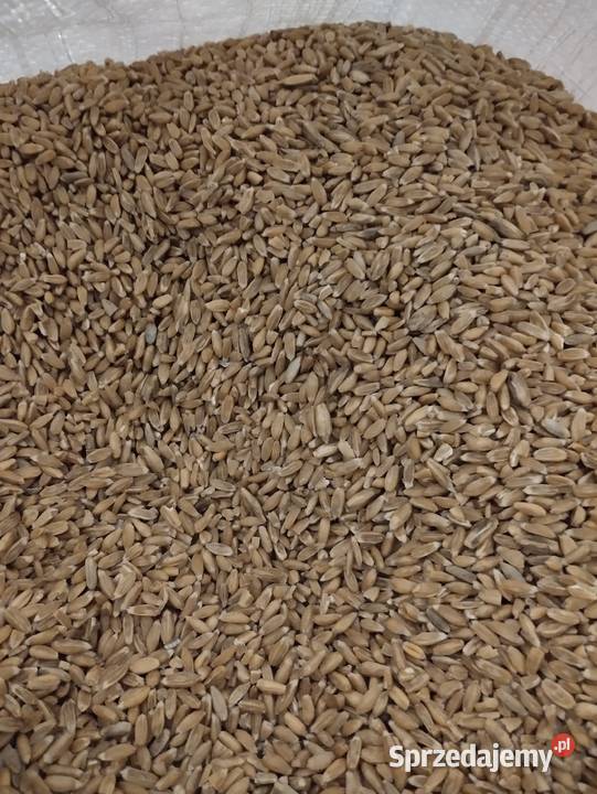 Bukownik bukowanie Orkiszu usługa