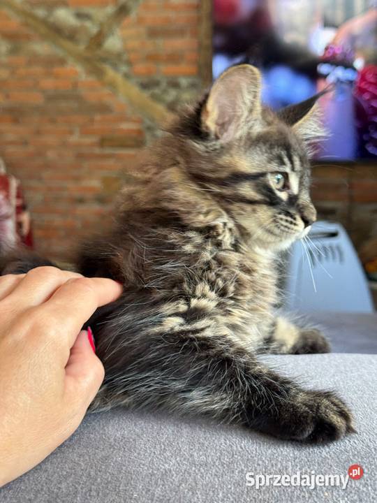 Kocięta Maine coon