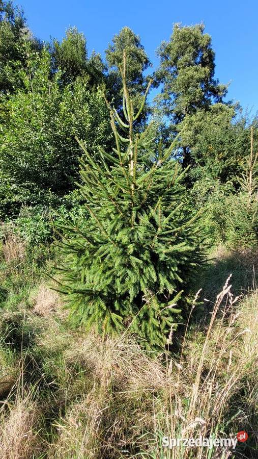 Świerk choinki wielkopolskie Kalisz sprzedam