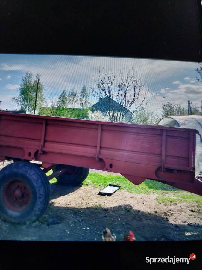 Rorzutnik podkarpackie Ruda
