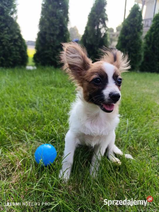 Papillon Spaniel Kontynentalny Pieski Szczaworyż