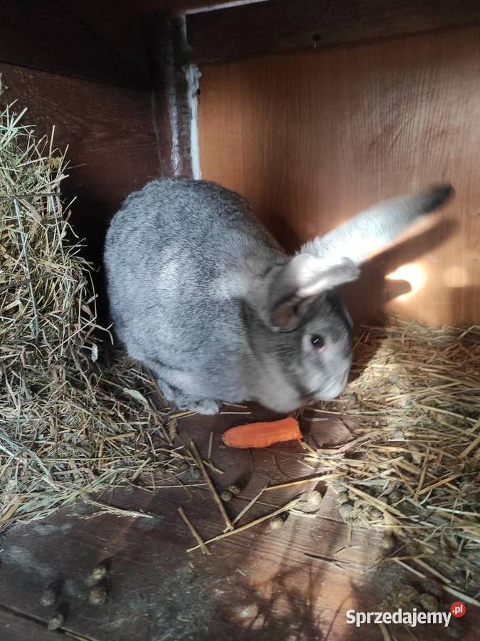 Króliki hodowlane samice łódzkie Rzgów