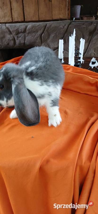 Króliki baranki francuskie Skarżysko-Kamienna