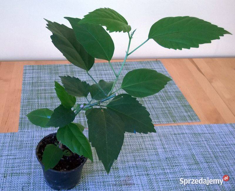 Róża chińska pełna czerwona hibiskus ketmia Pszczyna