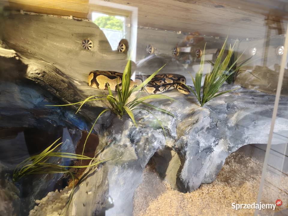 Wąż Pyton królewski terrarium Ustrzyki Dolne sprzedam