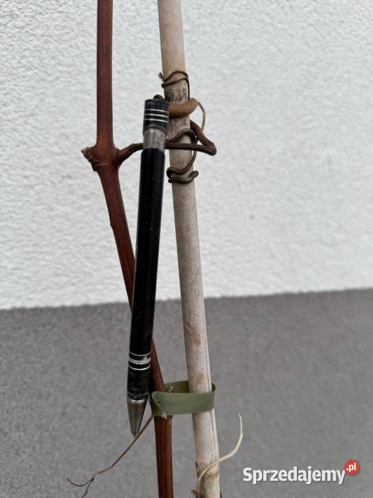 Sadzonki winorośli Największy winogron ARKADIA Łazy Brzyńskie