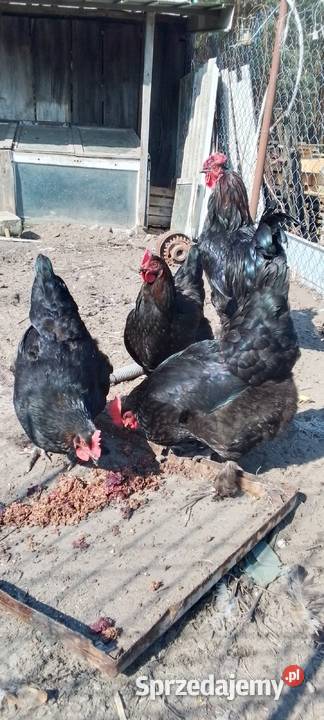 Sprzedam jaja lęgowe kur rasy marans Sarnów
