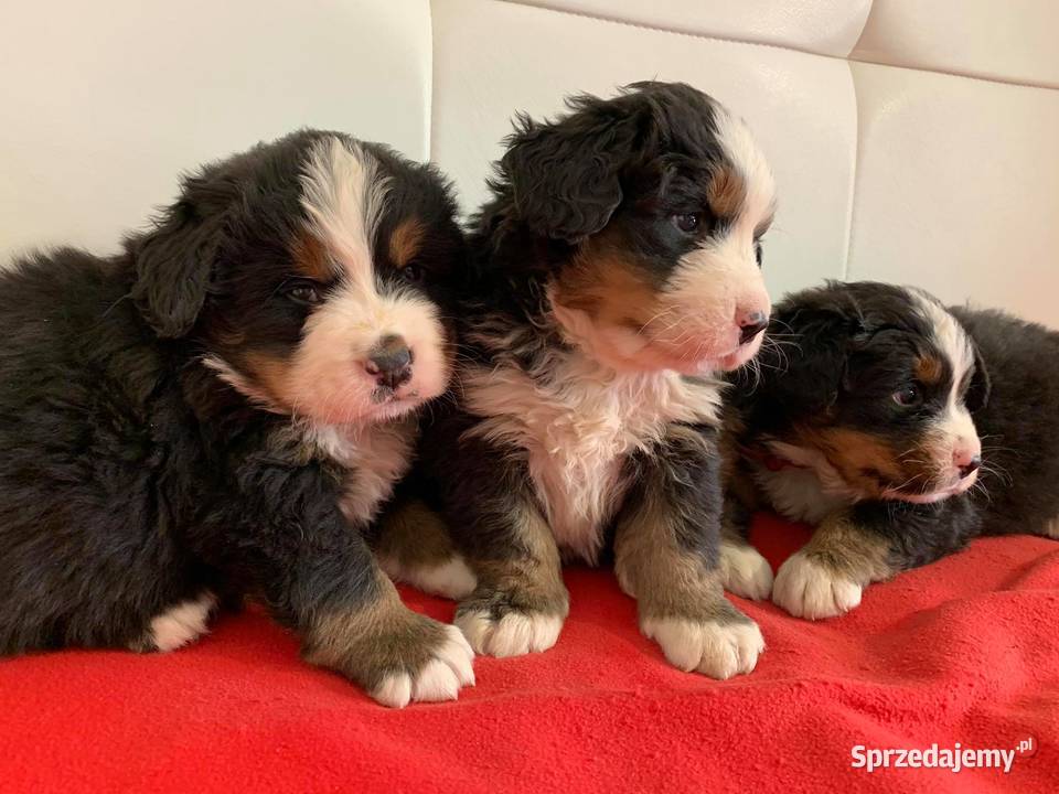 Berneński Pies Pasterski Ciechanów