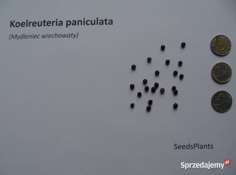 MYDLENIEC WIECHOWATY Koelreuteria paniculata Lubanie