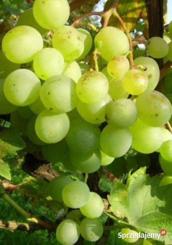 Dorosła sadzonka Biały Beznasienny Sadzonka Łazy Brzyńskie