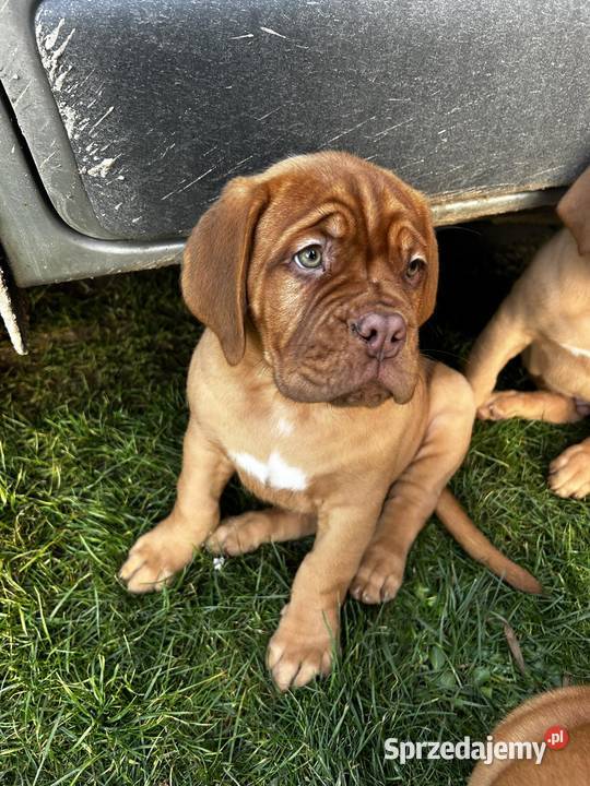 Szczeniaki Dogue de Bordeaux Szydłowiec