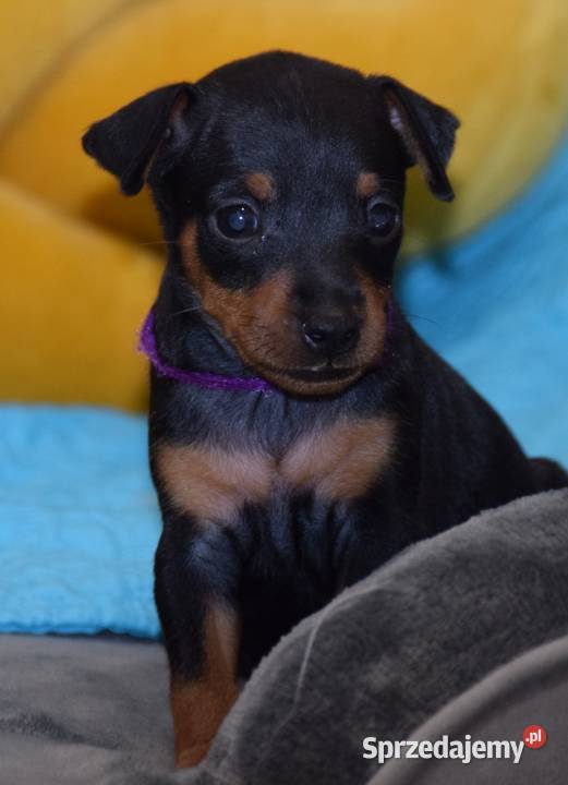 Szczenięta Pinczer Miniaturowy ZKWP fci Łochów