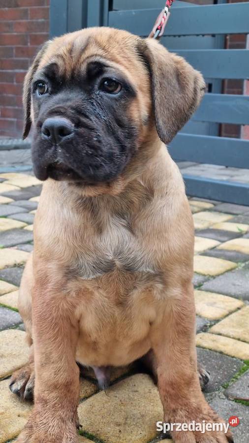 Cane corso szczeniaki Juliopol sprzedam