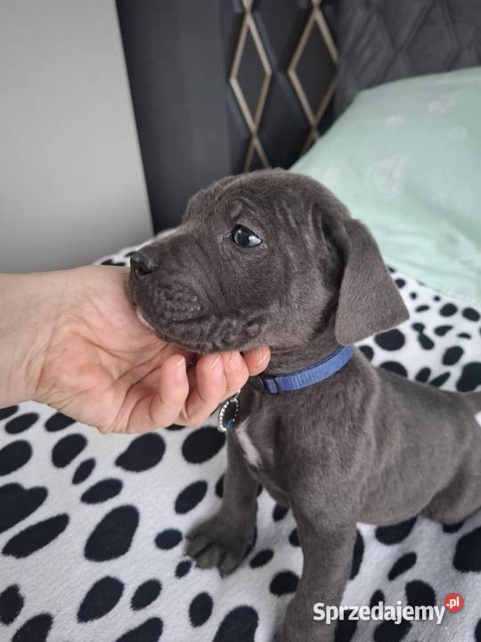 Pieski cane corso Radom