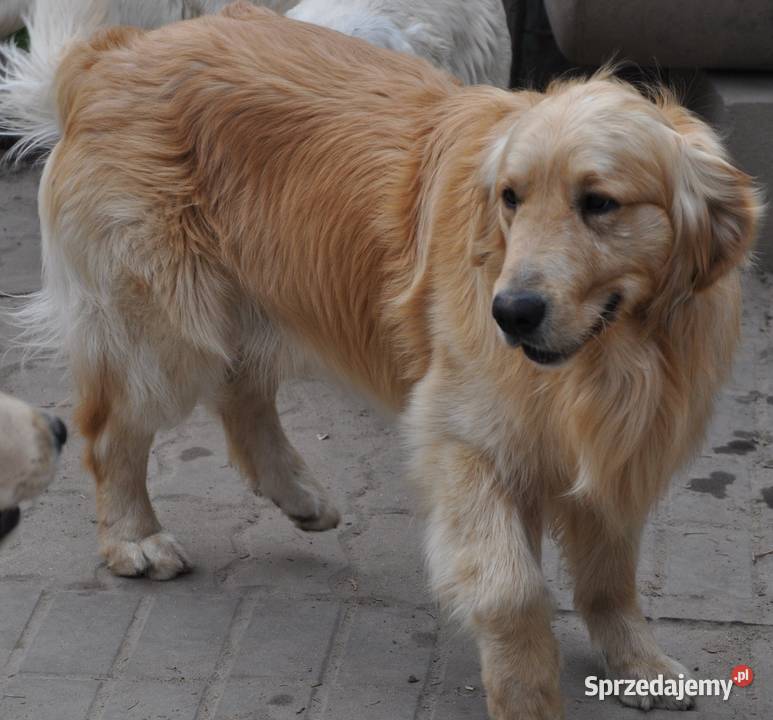 Golden retriever reproduktor krycie Przysucha sprzedam