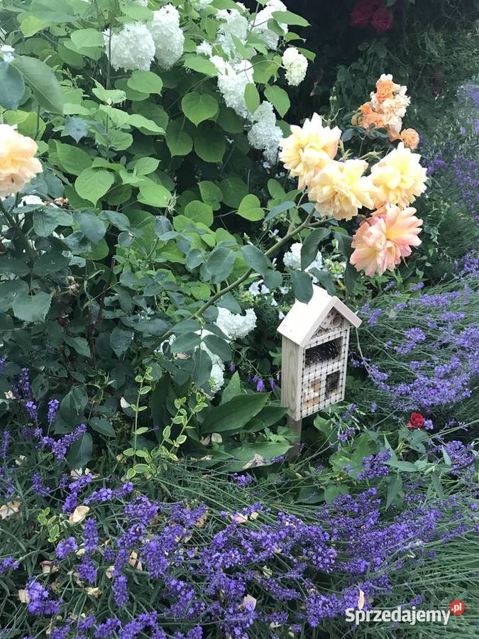 domek owadów M1 zachodniopomorskie Sławno