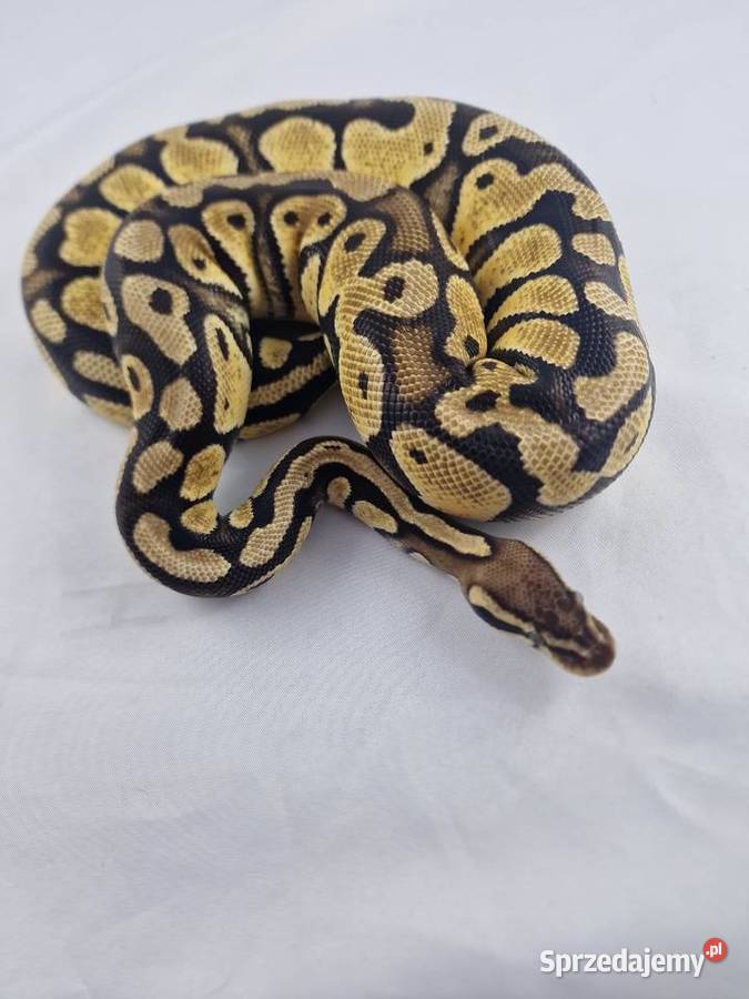 Pyton królewski python regius samica Wrocław