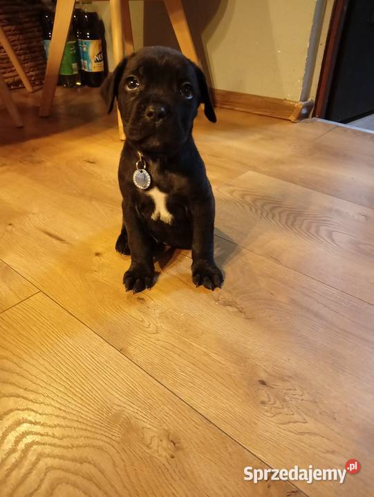 Pieski cane corso Psy mazowieckie Radom sprzedam