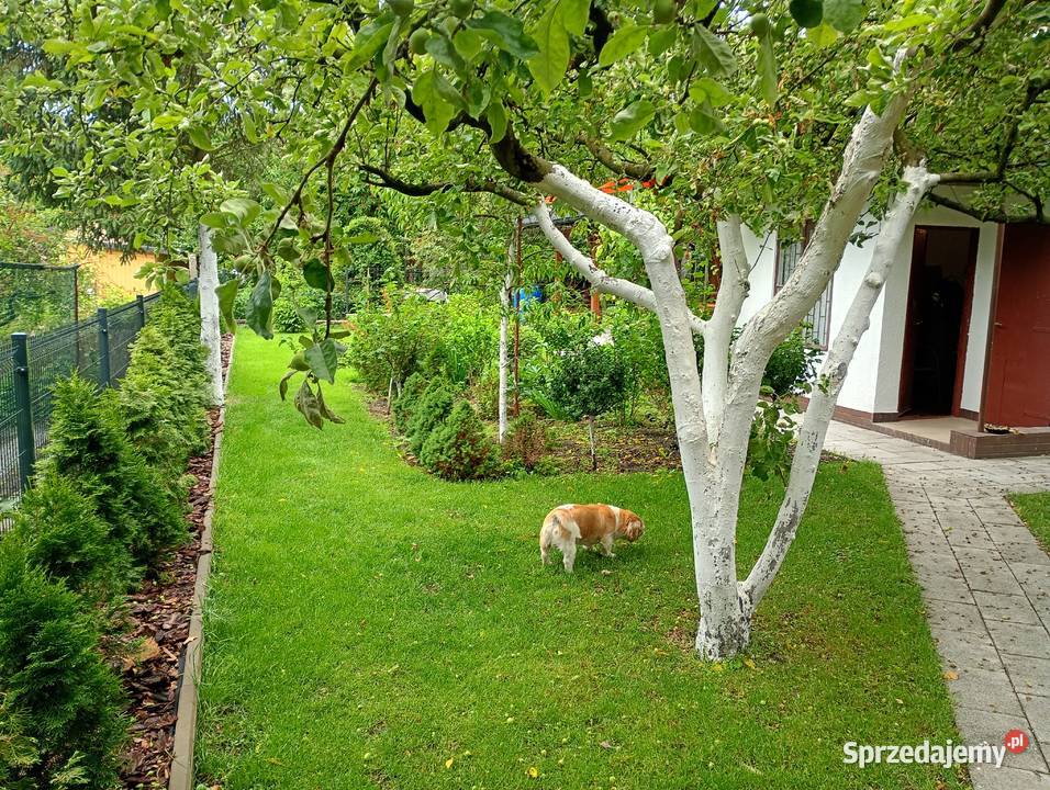 Działka ROD Tramwajarz Sprzedaż Toruń sprzedam