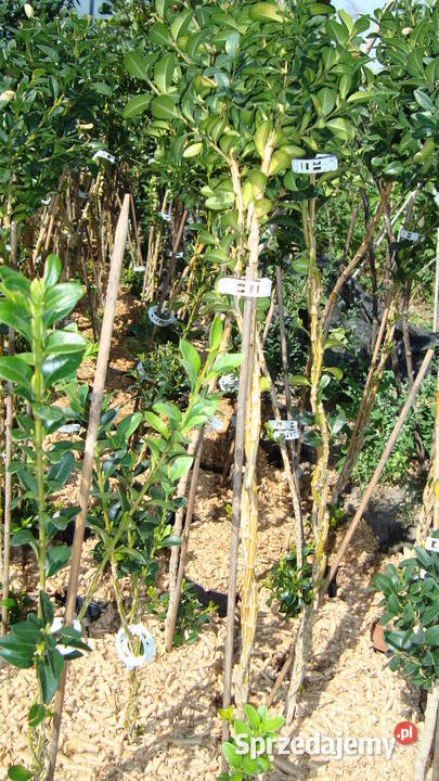 Trzmielina na pniu różne kolory i wysokości wielkopolskie Sośnica