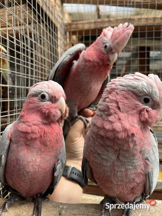 Kakadu Różowe szczepiące na Lutino pomorskie Sztum
