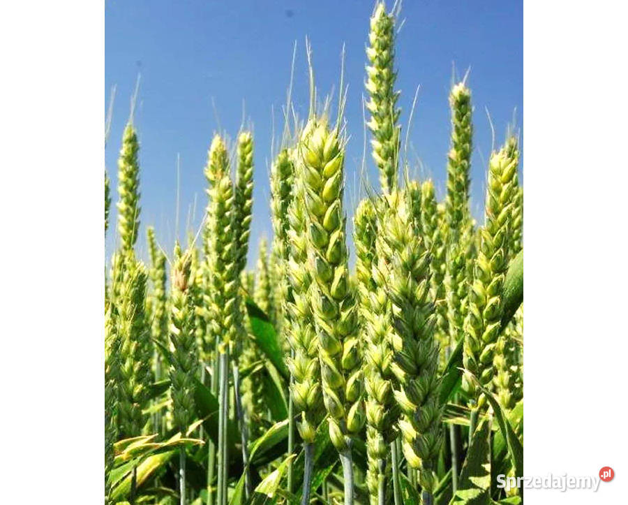 Pszenica ozima Promienna Euforia Człuchów sprzedam